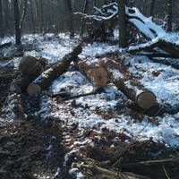 На Гусятинщині незаконно вирубали ліс: Сума збитків перевищує мільйон