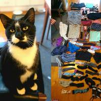 «Носив ліфчики та іншу жіночу білизну додому» - Кіт посварив пару закоханих