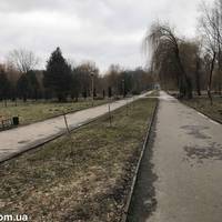 Поламані дерева у парку Топільче обрізали з надією на відновлення (ФОТО | ВІДЕО)