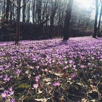 Показали, як на Закарпатті цвіте Шафран