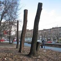Через кілька років тернопільські дерева загинуть!