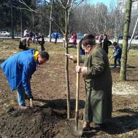У рамках двомісячника благоустрою у тернопільському парку висадили 55 катальп