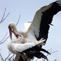 Ось уже 15 років лелека, долаючи 13 тисяч кілометрів, прилітає до своєї пораненої дружини