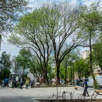 У тернопільському Сквері волонтерів висадили 15 декоративних дерев