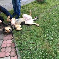 У церкві на Острозького побили собаку. Фото