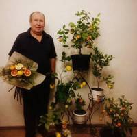Мешканець Тернопільщини вирощує півкілограмові лимони
