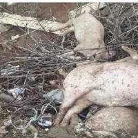 На Борщівщині туші мертвих свиней, тельбухи, роги та шкури гниють під відкритим небом