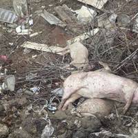 На Борщівщині туші мертвих свиней, тельбухи, роги та шкури гниють під відкритим небом. Шокуючі фото