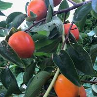 На Тернопільщині чоловік вирощує 40 сортів хурми