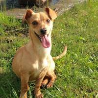 Як склалася доля собачки, яку на Тернопільщині зав’язали в мішок та викинули в болото?