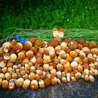 Сезон відкрито: мешканка Тернопільщини назбирала 170 білих грибів (фото)