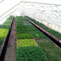 Біля Тернополя функціонує один із найбільших розсадників