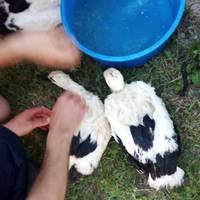 Тернопільські рятувальники врятували пташенят лелеки