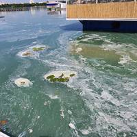 Тернопільське озеро за ніч позеленіло