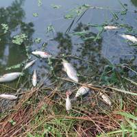 Із озерець у тернопільському парку виплила мертва риба