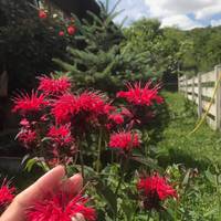 На Теребовлянщині зацвіла легендарна червона рута: вражаюче фото