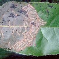 УВАГА! Білий американський метелик – загроза плодовим насадженням!