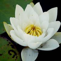 У мережі показали величезні квіти, що розквітли у Чорнобильському заповіднику. ФОТО