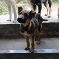 На Тернопіллі собаку з цуценям викинули на дорогу