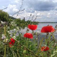 У соцмережі показали неймовірну красу озера на Тернопільщині