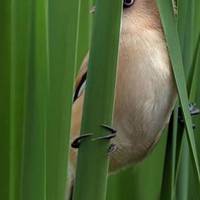 Фото української синиці потрапило у National Geographic