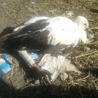 «Хотів злетіти й завис». На Борщівщині рятують лелеку