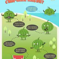 Як обрати смачний кавун: дев'ять ознак стиглої ягоди