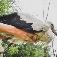 Травмованого лелеку прихистила сім’я з села на Тернопільщині