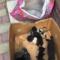 У Тернополі в рожевій сумці викинули на вулицю 10 кошенят (фото)