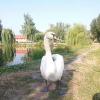 Жителі Тернопільщини занепокоєні долею лебедя