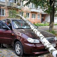 Дерево розтрощило автомобіль у Тернополі (ФОТО)