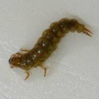 Моторошний випадок: на Тернопільщині у жінки з носа виліз бридкий паразит (ФОТО)