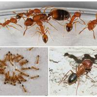 “Фараонові комахи”: у Тернополі в квартирі з’явилися дивні мурахи