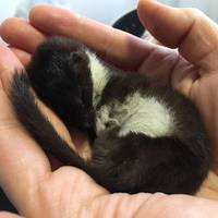 В Тернополі на вулиці знайшли дитинча куниці