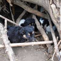 “Малеча тряслася від холоду і їла кору дерев” – тернополянка розповіла про несподівану знахідку (Фото)