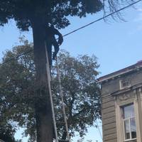 У Тернополі героїчно рятували кота (Фото, відео)