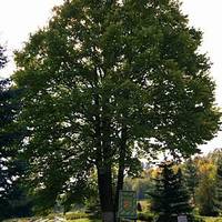 Його батьківщина – Гімалаї”: на Тернопільщині росте рідкісне та екзотичне дерево