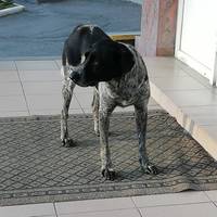 У Тернополі собака із сумними очима виглядає господаря біля офісів