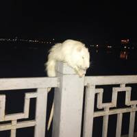 Біля тернопільського ставу знайшли нутрію