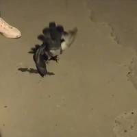 У Бережанах масово гинуть голуби. Місцеві побоюються зарази