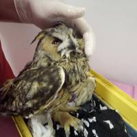 У Тернополі рятують важко травмовану сову (Фото)