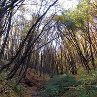 У соцмережі показали несамовиту розкіш урочища, що на Тернопільщині (фото)