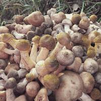 “Гриби є, гайда до лісу”, – грибники Тернопільщини діляться світлинами у соцмережах