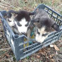 На Тернопільщині біля дороги знайшли блакитнооких цуценят хаскі (ФОТО)