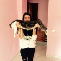 Найдорожче, що тернополянин привіз з італійських заробітків, це – кіт