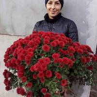 На Бучаччині жінка висадила пів городу хризантем