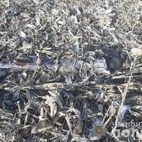 У кукурудзі на Тернопільщині два місяці пролежало людське тіло