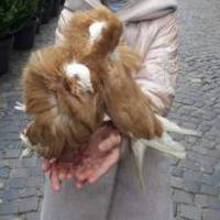 Як у центрі Тернополя “розводять” людей