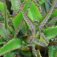 Найкращий домашній лікар – каланхое вилікує безліч хвороб