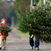 Де у Тернополі офіційно продаватимуть ялинки (Перелік)